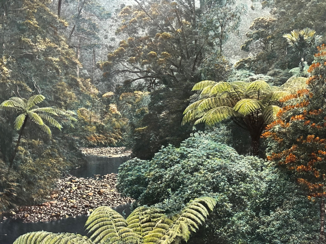 New Zealand Bush by Whites Aviation