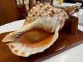 Polynesian Conch Horn - Industry Vintage